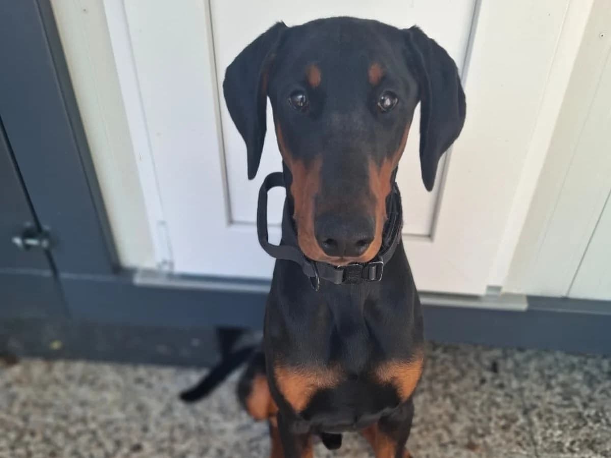 Remus, male puppy Doberman for adoption at Tierheim Arche Noah, Graz