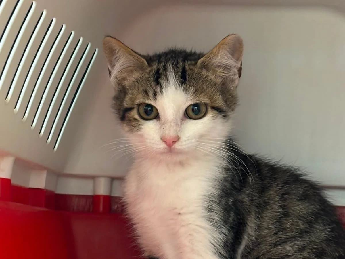 Tilly, female puppy European Shorthair for adoption at Tierheim Arche Noah, Graz