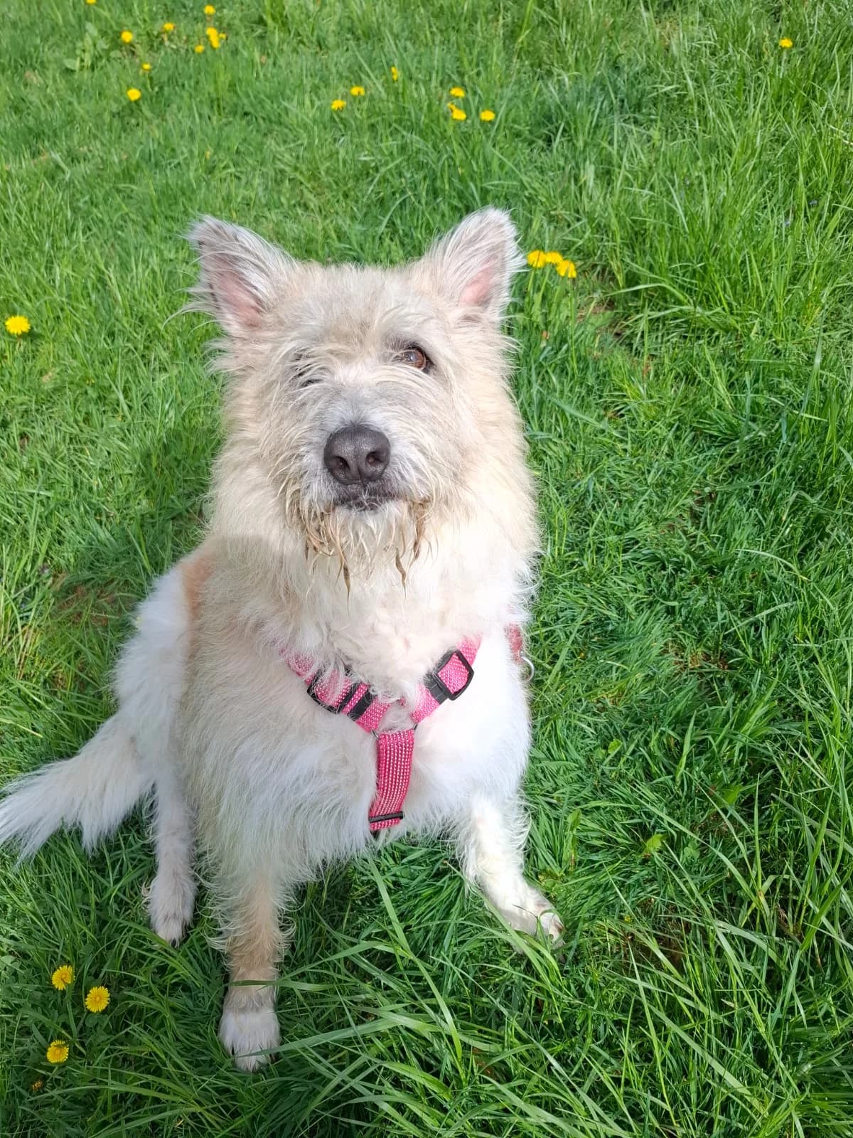 Benny, male 6yo Mixed Breed for adoption at Tierheim Arche Noah, Graz