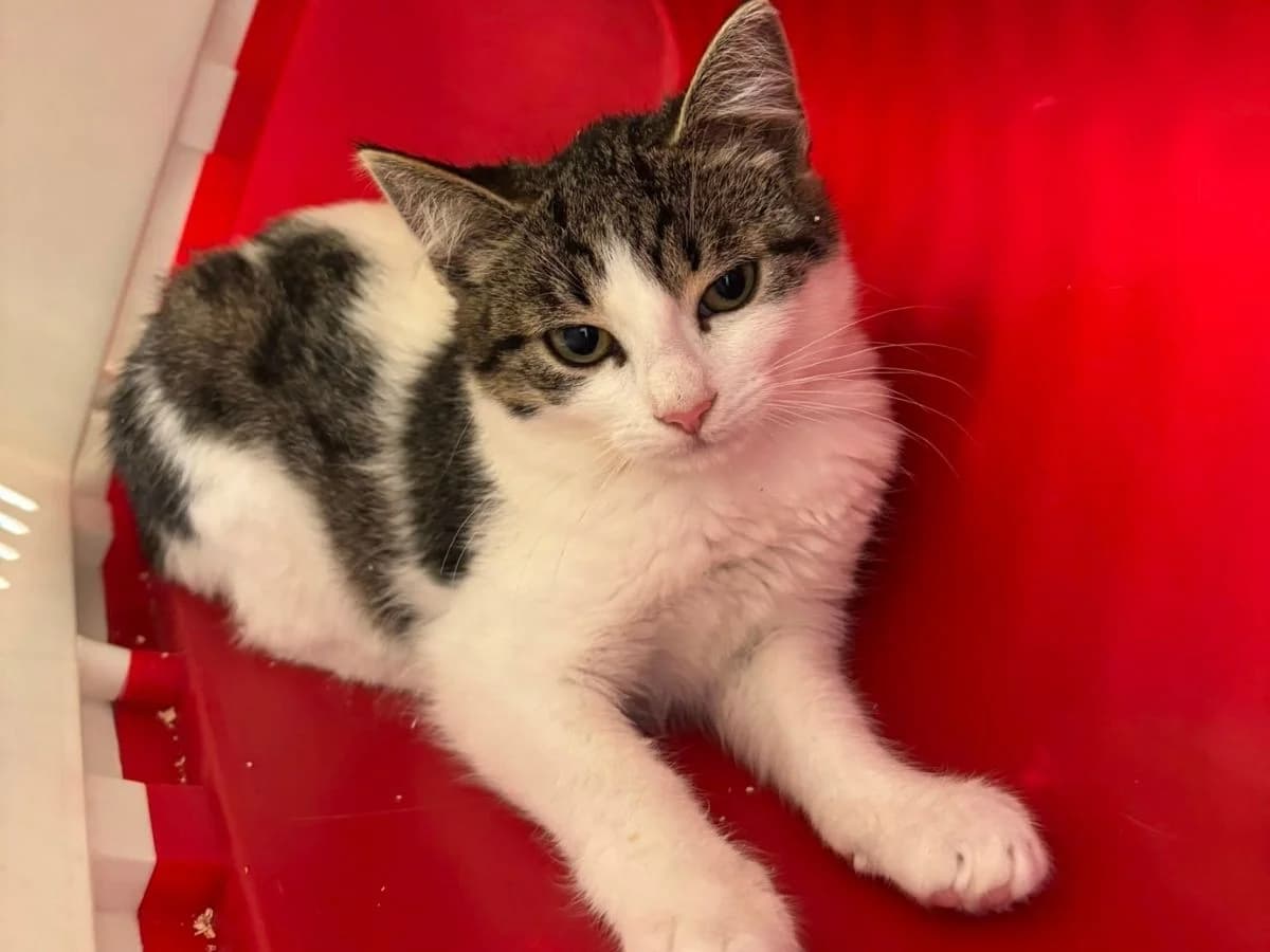 Evy, female puppy European Shorthair for adoption at Tierheim Arche Noah, Graz