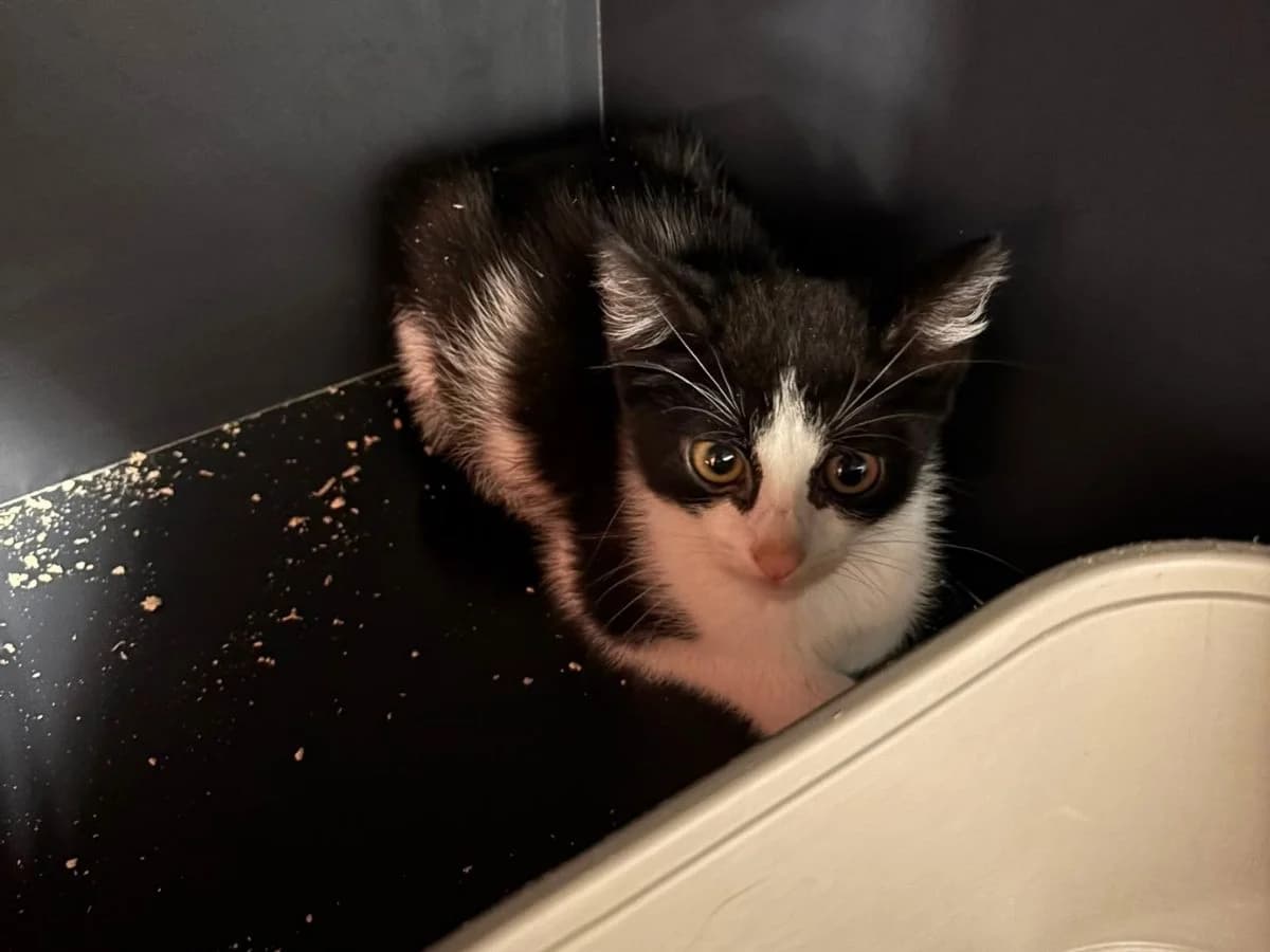 Emi, male puppy European Shorthair for adoption at Tierheim Arche Noah, Graz