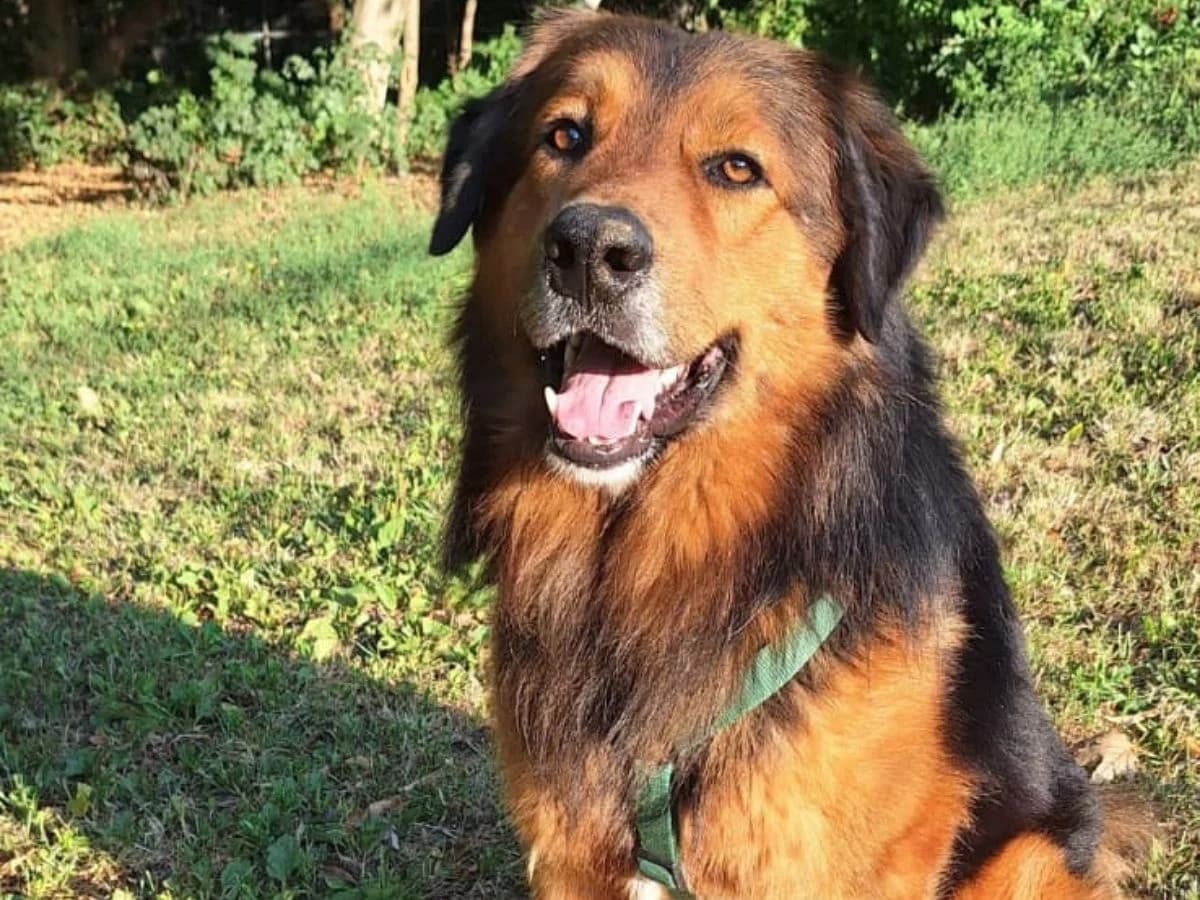 Loki, male 4yo mixed breed for adoption at Tierheim Arche Noah, Graz