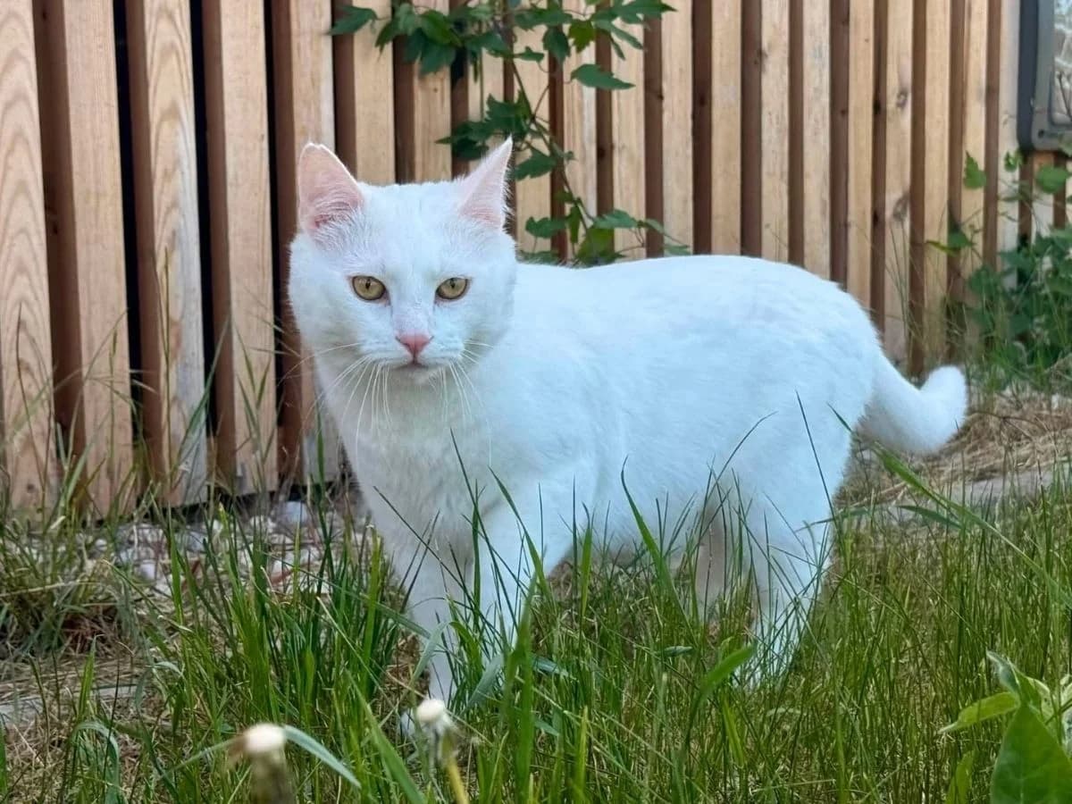 Mandula, male 5yo European Shorthair for adoption at Tierheim Arche Noah, Graz
