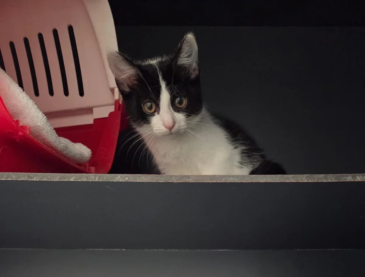 Lina, female puppy European Shorthair for adoption at Tierheim Arche Noah, Graz