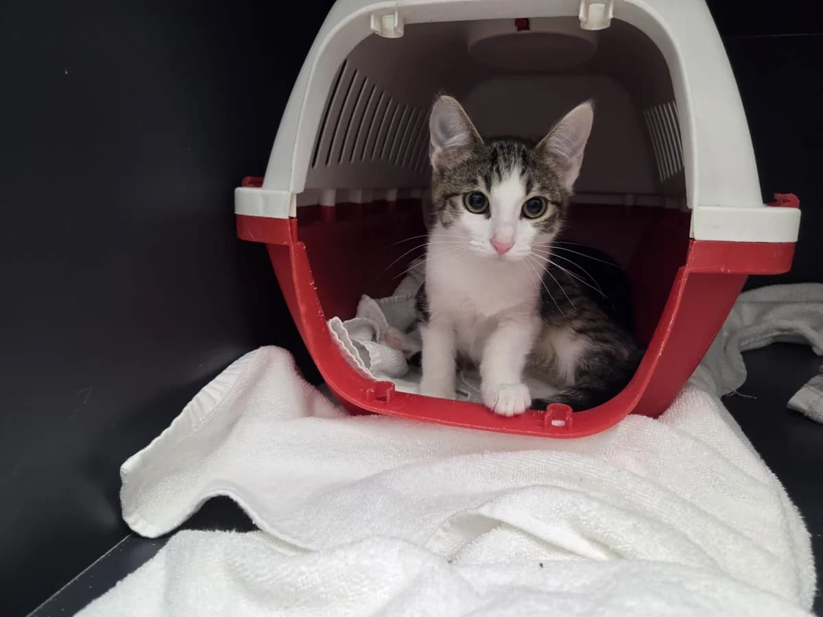 Nala, female puppy European Shorthair for adoption at Tierheim Arche Noah, Graz