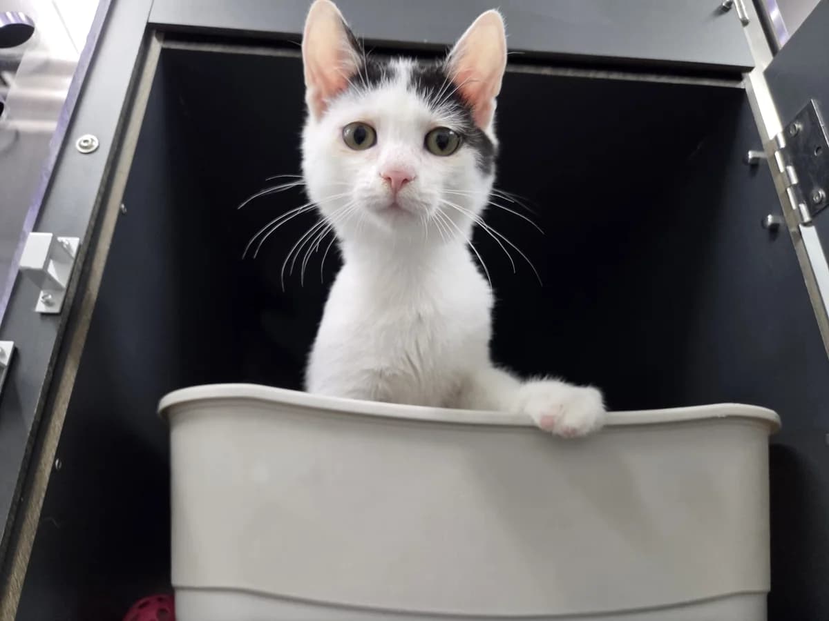 Pino, male puppy European Shorthair for adoption at Tierheim Arche Noah, Graz