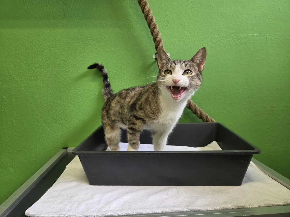Dodo, male 5yo European Shorthair for adoption at Tierheim Arche Noah, Graz