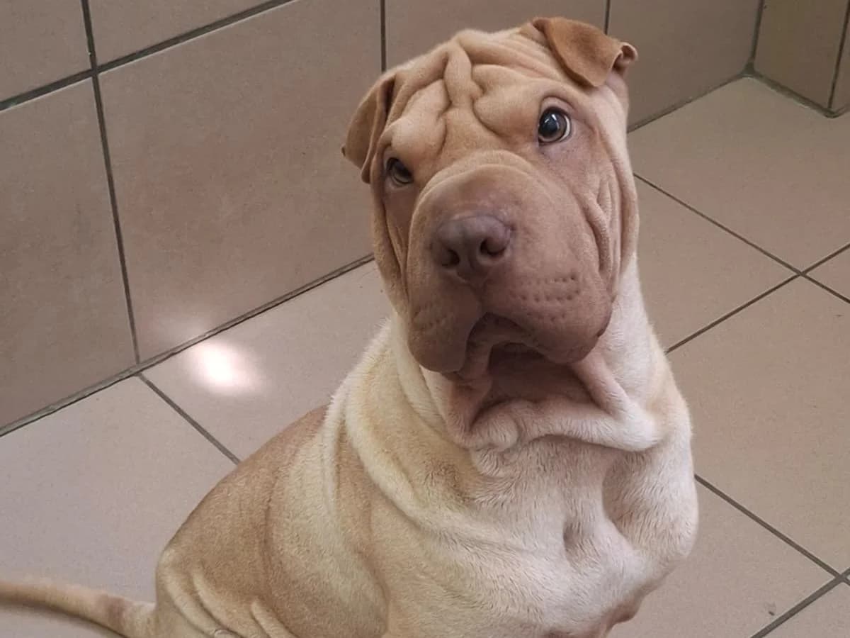 Tofu, male puppy Shar Pei for adoption at Tierheim Arche Noah, Graz