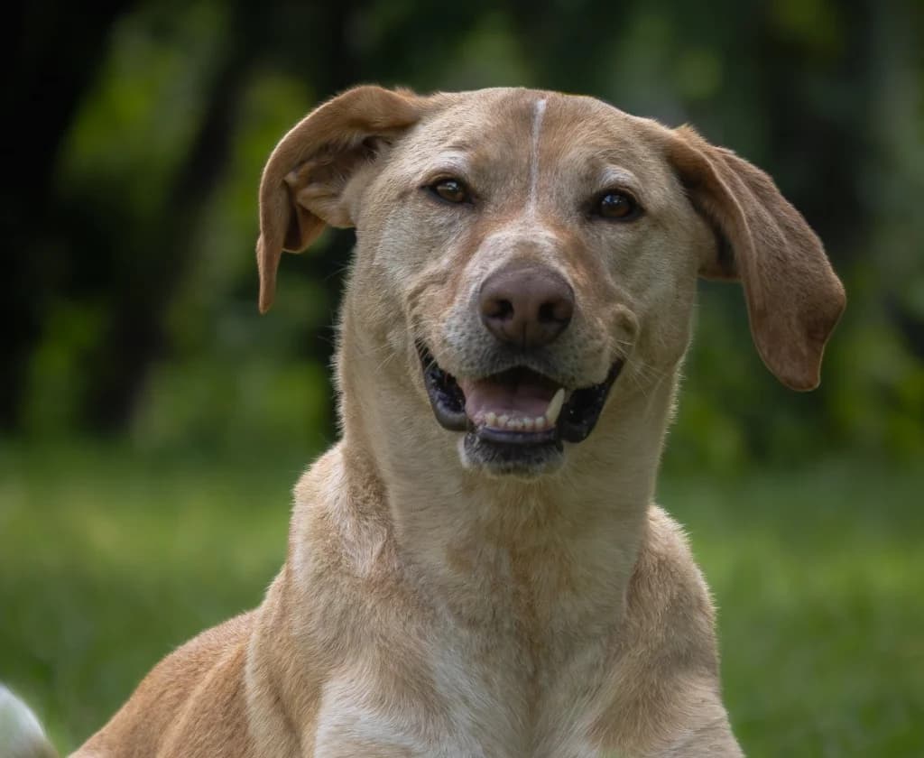 Jim, male 5yo Labrador Retriever for adoption at Tierheim Arche Noah, Graz