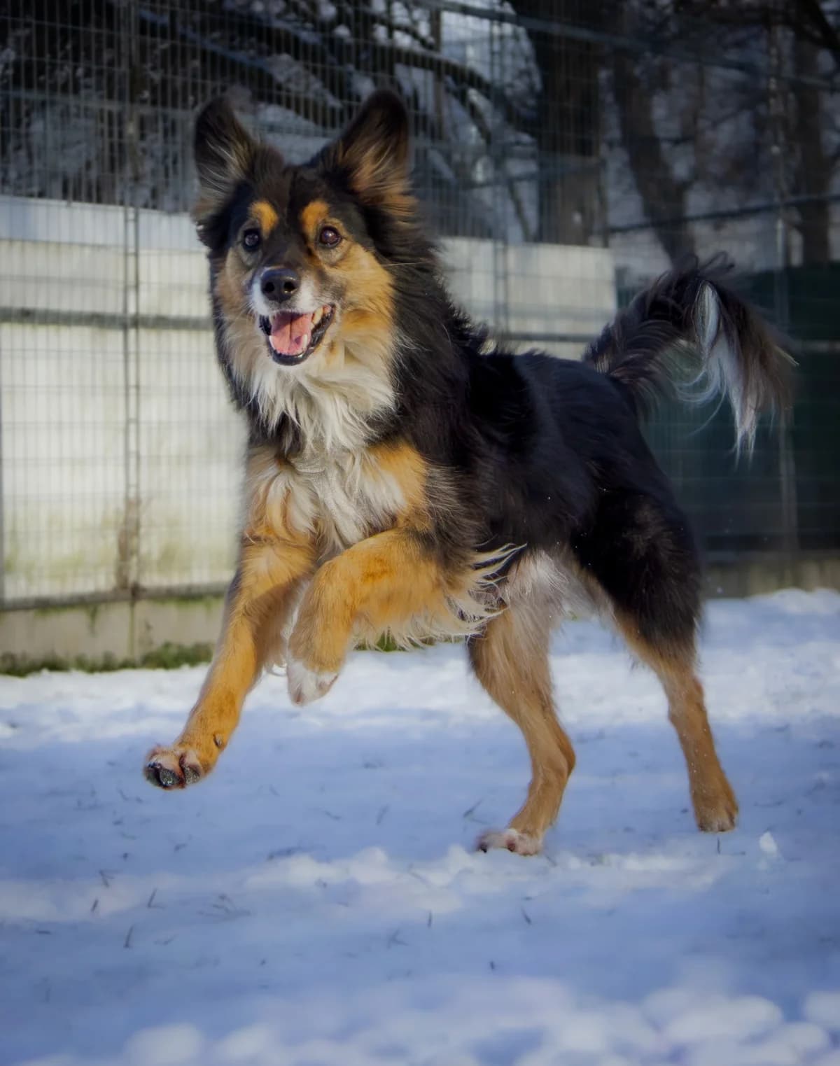 Jack, male 7yo Collie for adoption at Tierheim Arche Noah, Graz