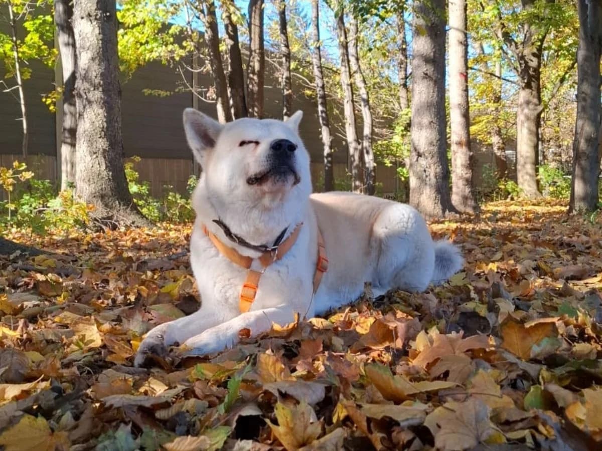 Talo, Akita (Tierheim Arche Noah)