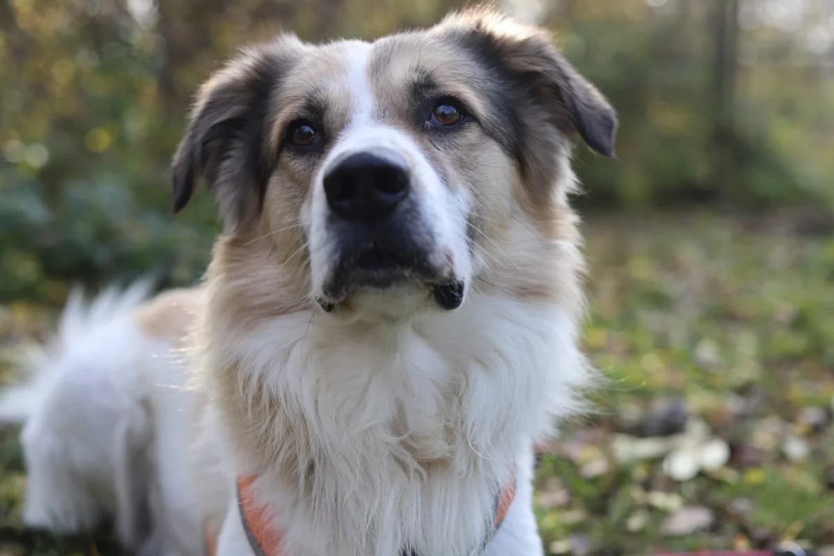 Lenny, male senior mixed breed for adoption at Tierheim Arche Noah, Graz