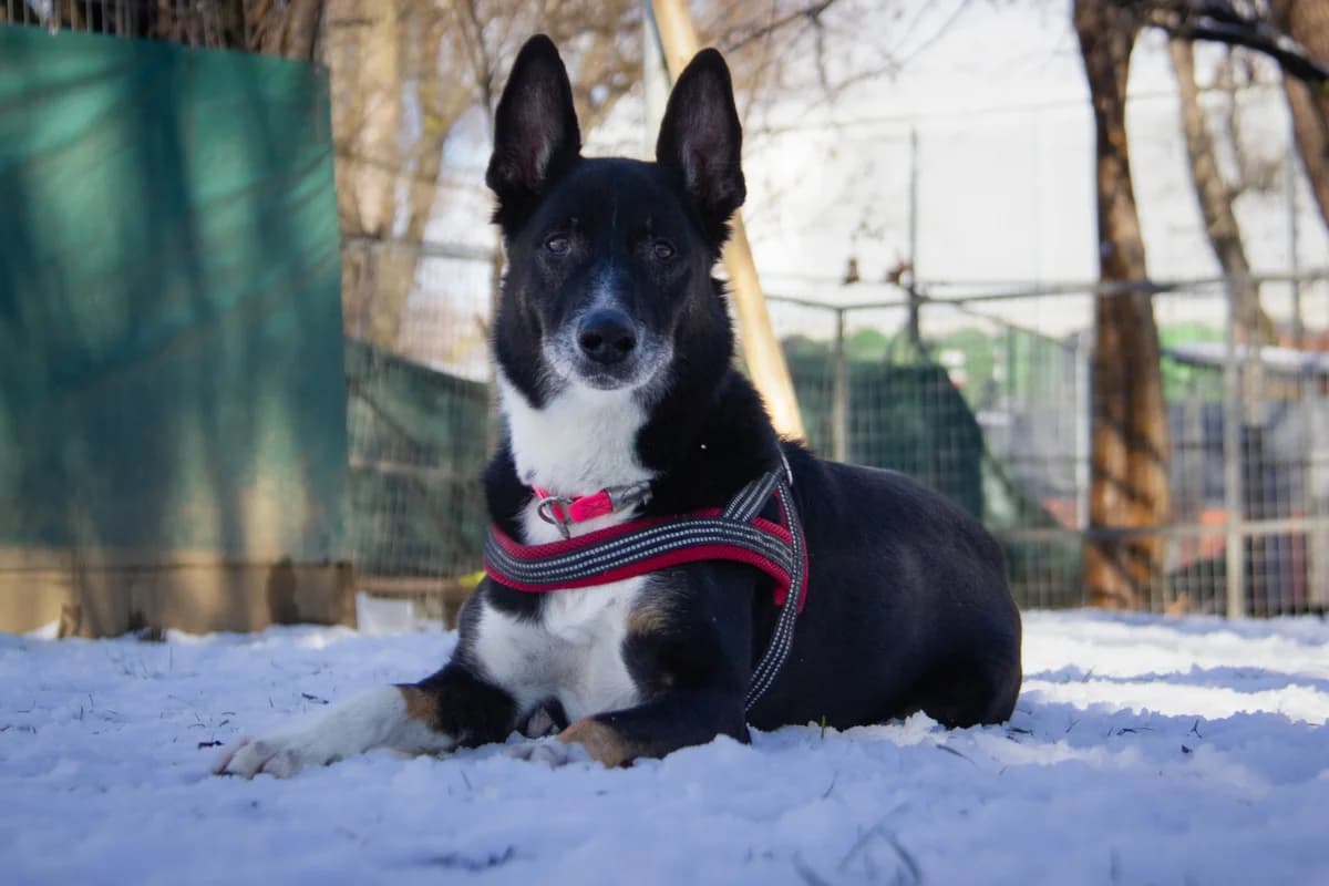 Aro, Mixed Breed (Tierheim Arche Noah)
