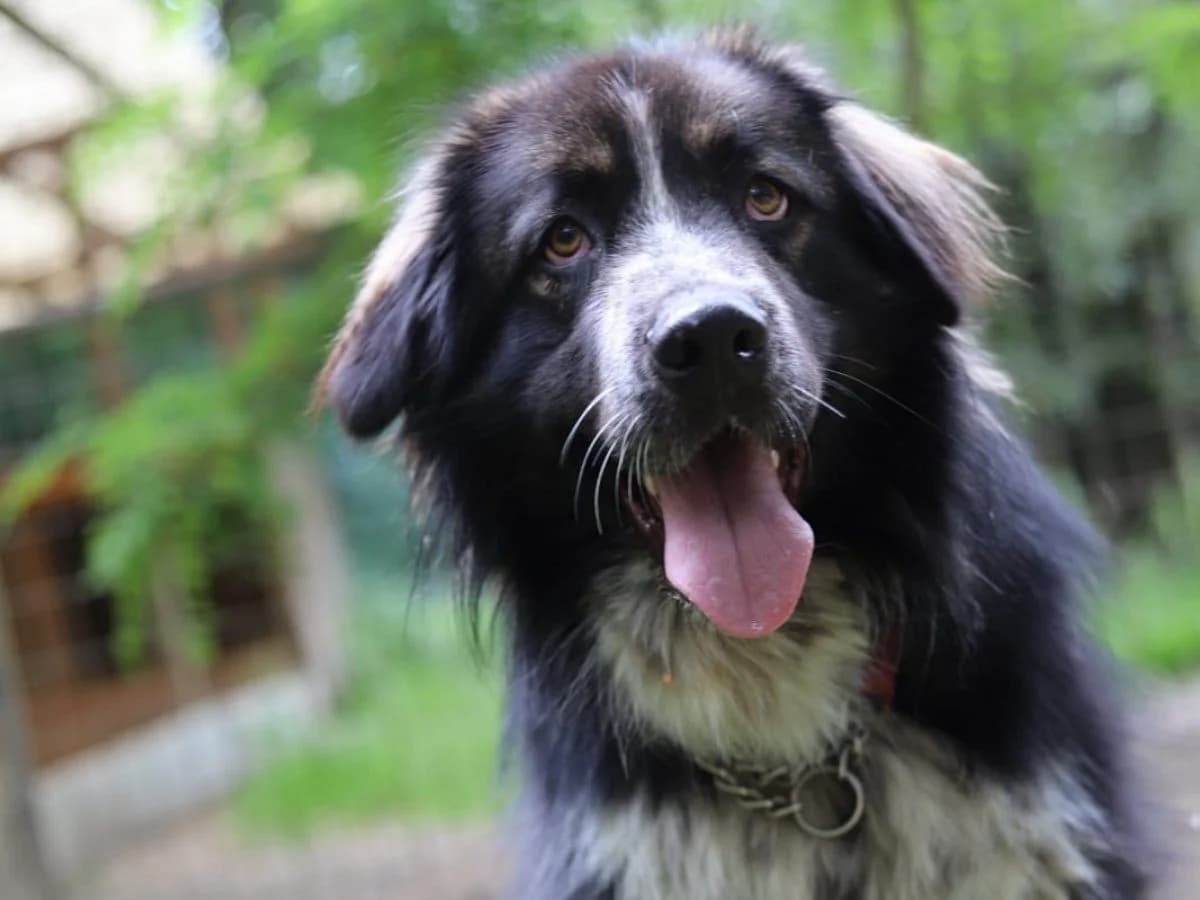 Yuki,  (Tierheim Arche Noah)