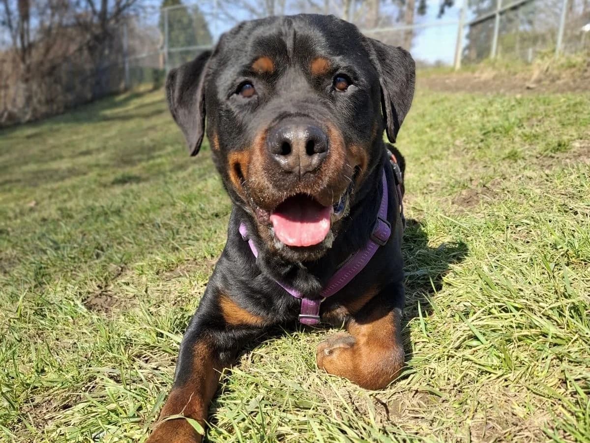 Falco, male senior Rottweiler for adoption at Tierheim Arche Noah, Graz