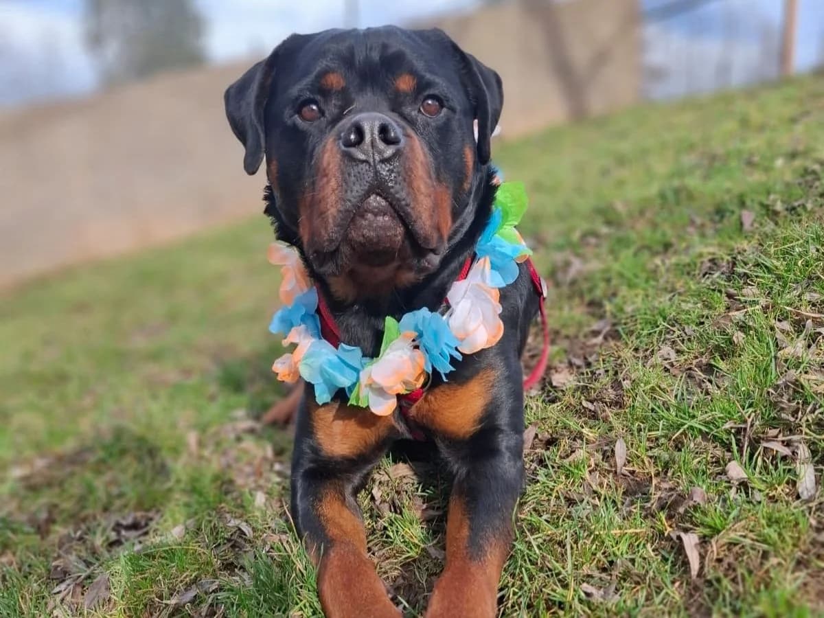 Bones, male 3yo Rottweiler for adoption at Tierheim Arche Noah, Graz