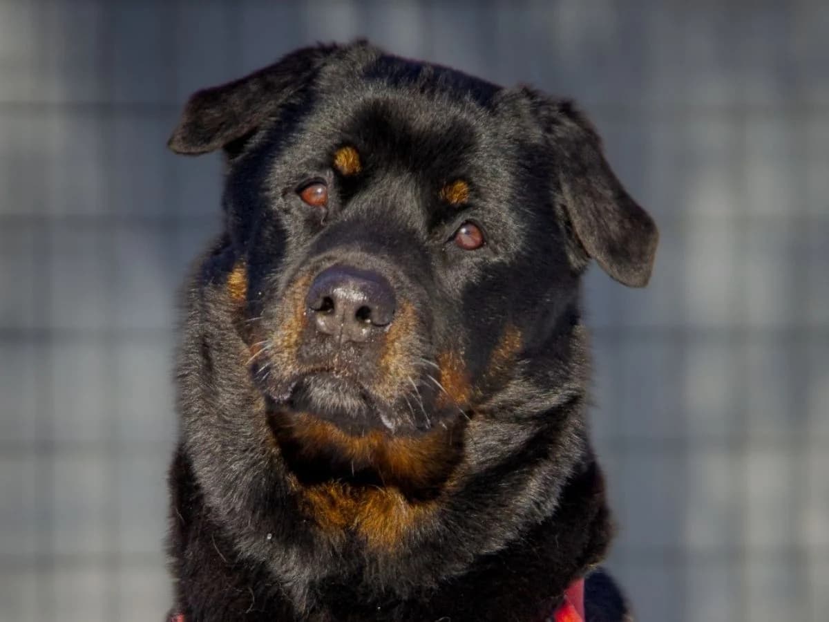 Nani, female senior Rottweiler for adoption at Tierheim Arche Noah, Graz