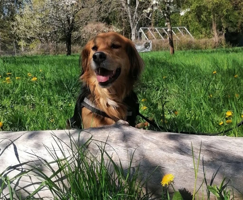 Wolfi, male senior Mixed Breed for adoption at Tierheim Arche Noah, Graz
