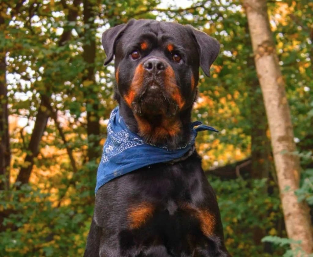 Rex, Rottweiler (Tierheim Arche Noah)