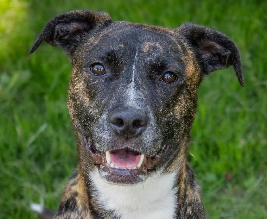 Zeus, male 5yo American Staffordshire Terrier for adoption at Tierheim Arche Noah, Graz