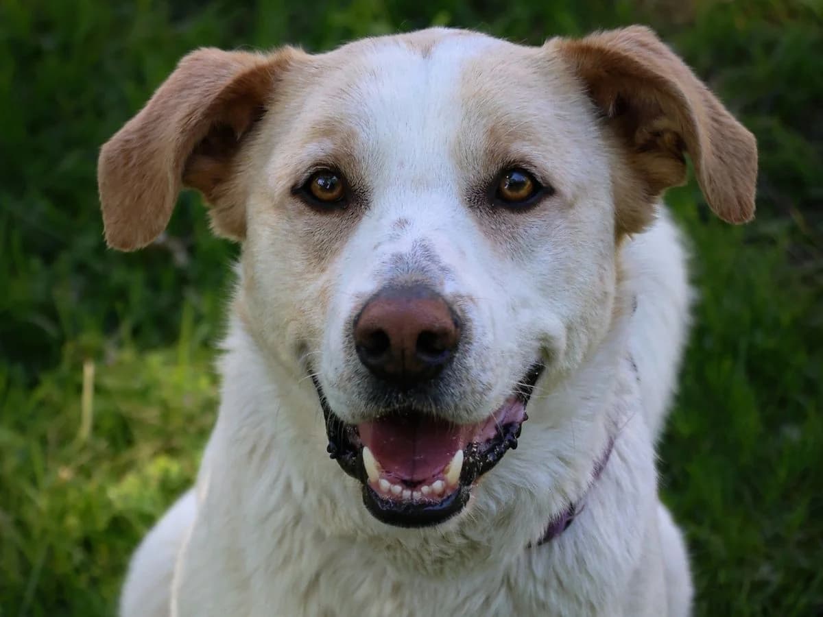 Buddy, male 5yo Mixed Breed for adoption at Tierheim Arche Noah, Graz
