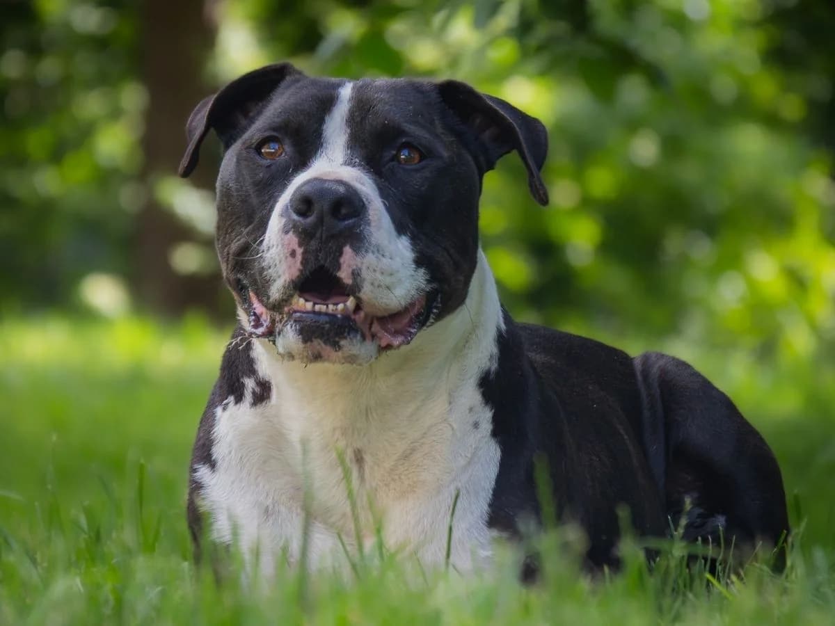 Archie, male senior American Staffordshire Terrier for adoption at Tierheim Arche Noah, Graz