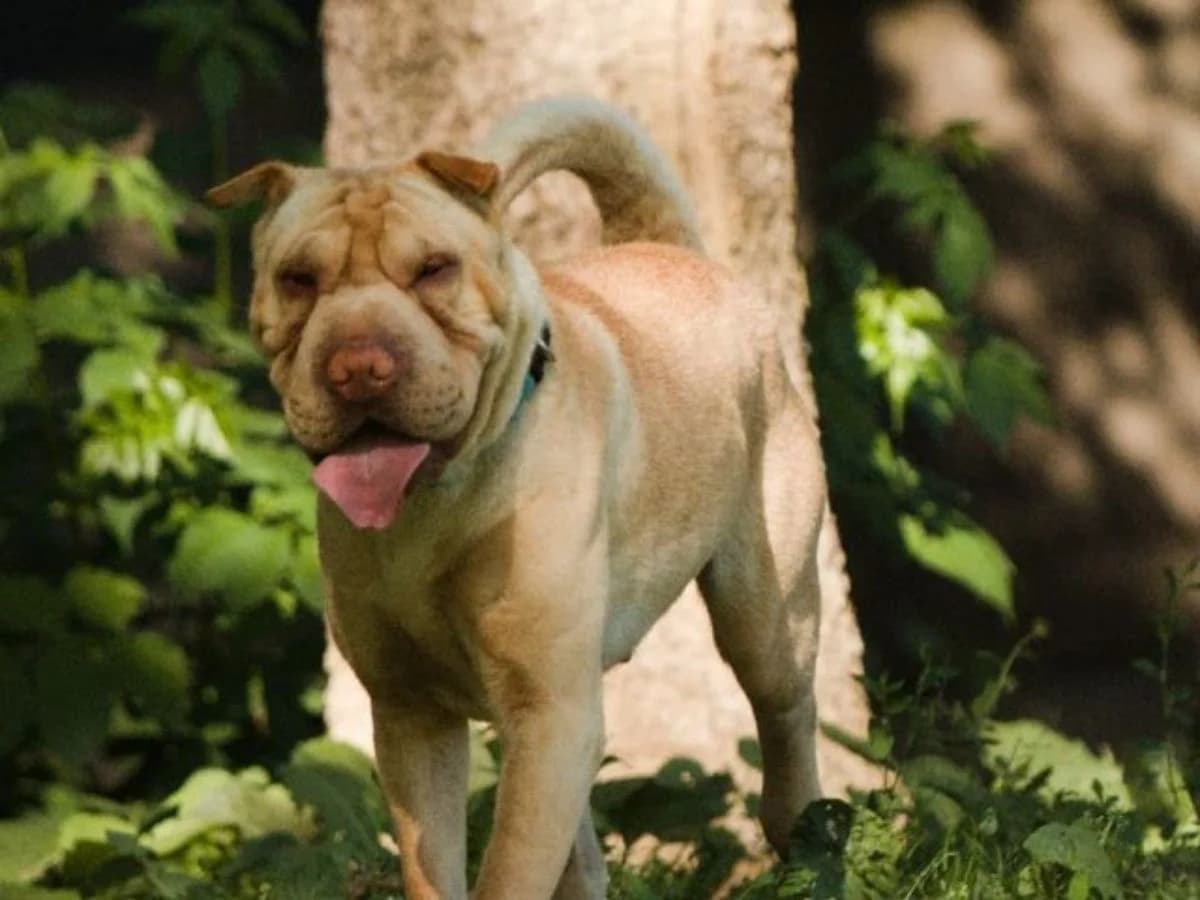 Barbara, Shar Pei (Tierheim Arche Noah)