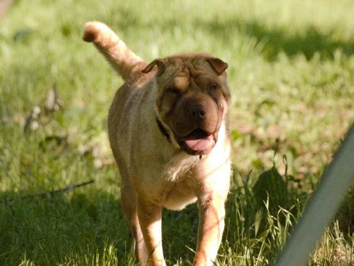 Amika, Shar Pei (Tierheim Arche Noah)