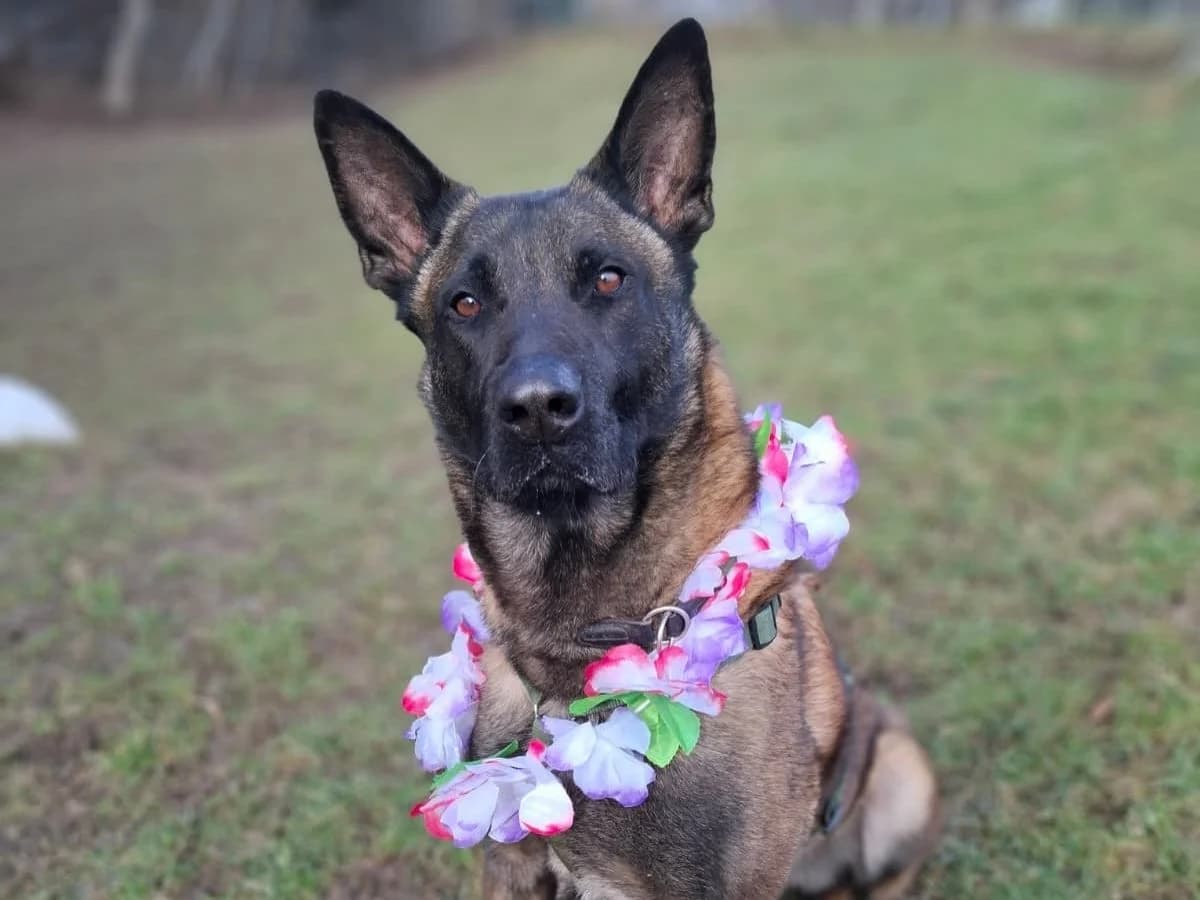 Spike, male 5yo Belgian Malinois for adoption at Tierheim Arche Noah, Graz