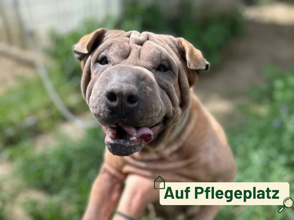 Baobei, female Shar Pei for adoption at Tierheim Arche Noah, Graz