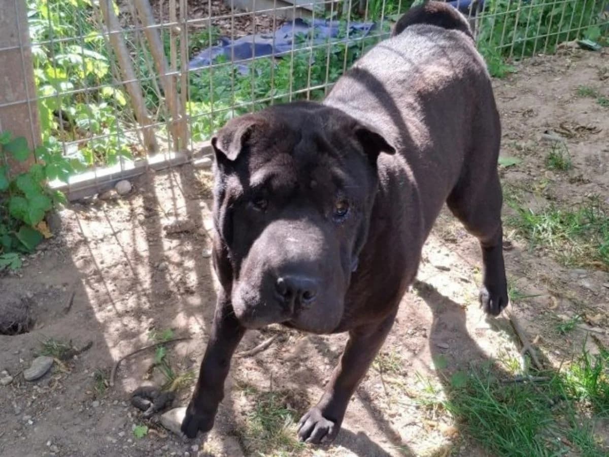Xenia, female 7yo Shar Pei for adoption at Tierheim Arche Noah, Graz