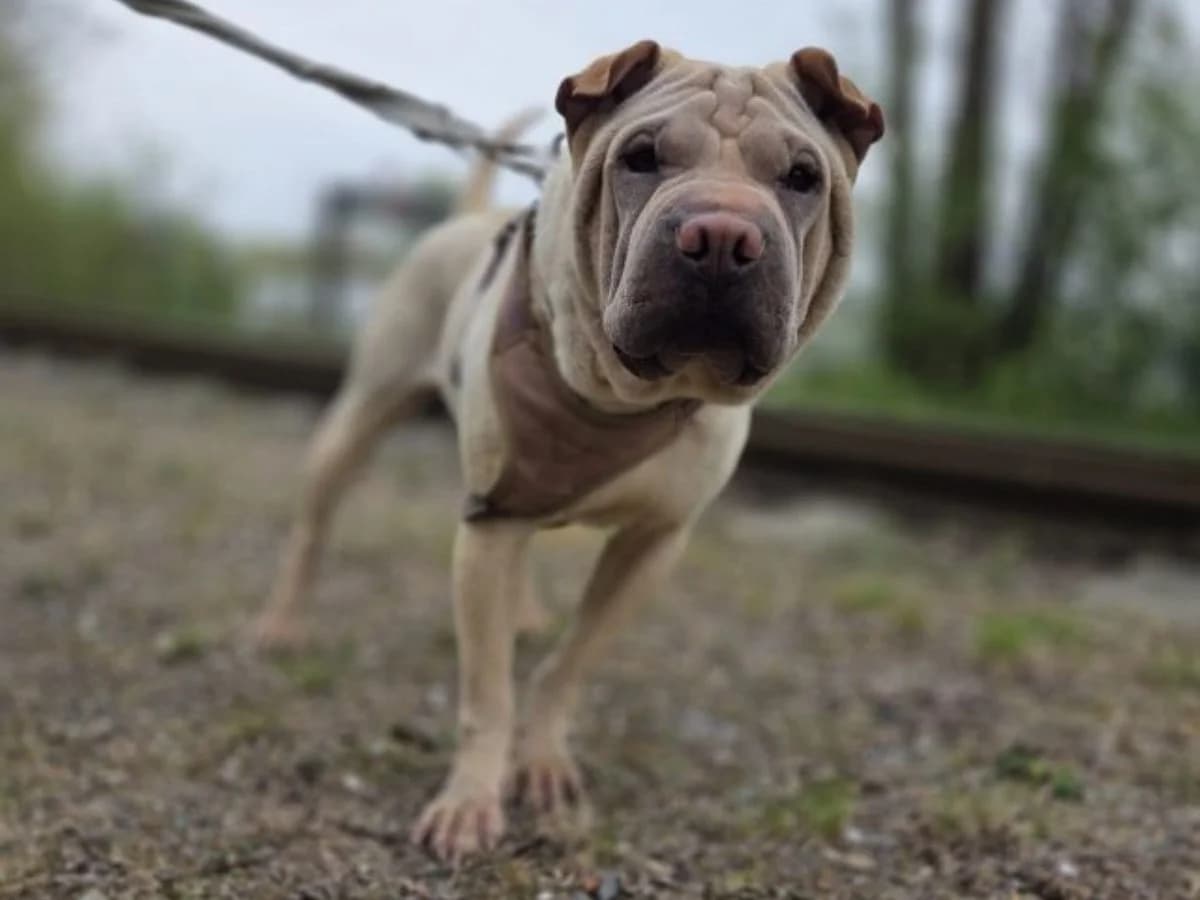 Maggie, Shar Pei (Tierheim Arche Noah)