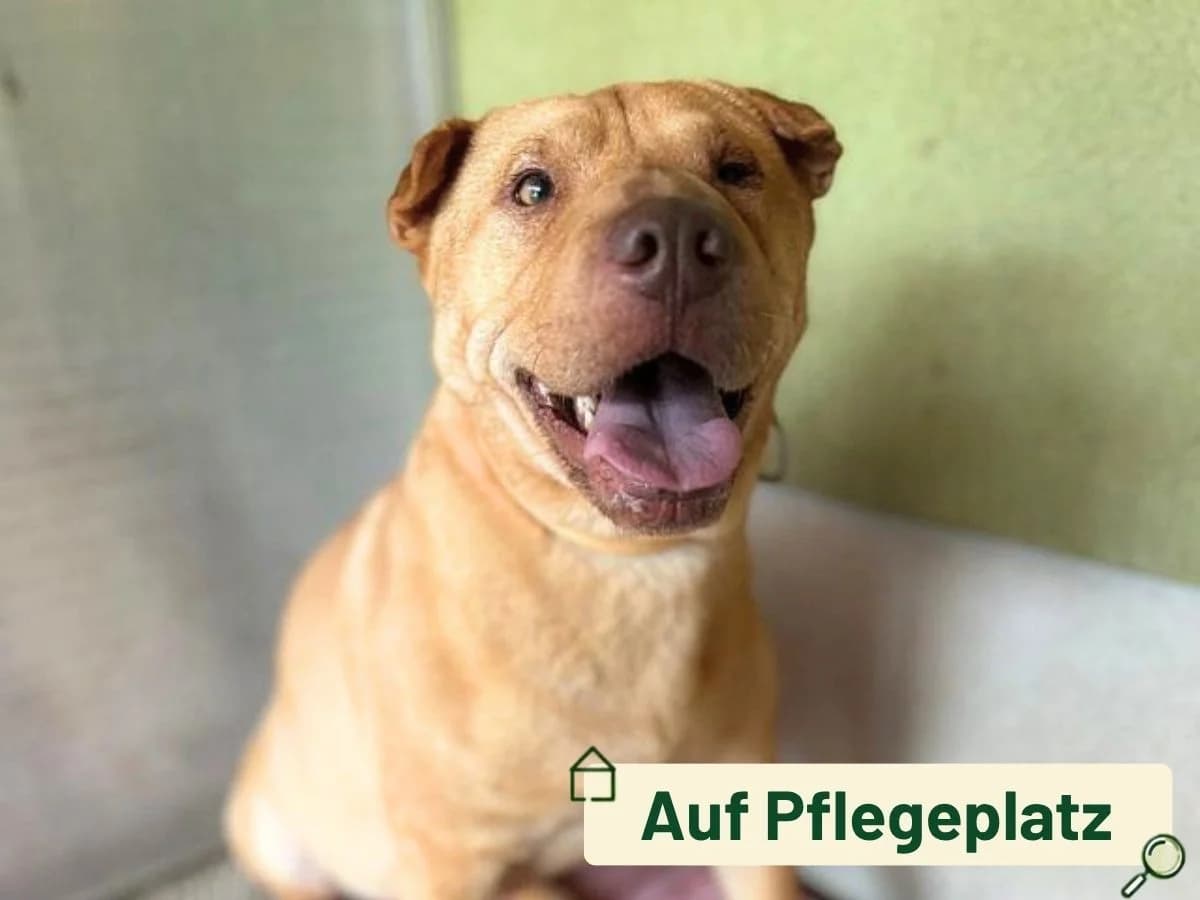 Penny, female 3yo Shar Pei for adoption at Tierheim Arche Noah, Graz