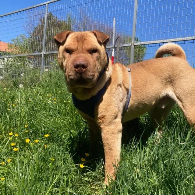 Wenzel, Shar Pei (Tierheim Arche Noah)