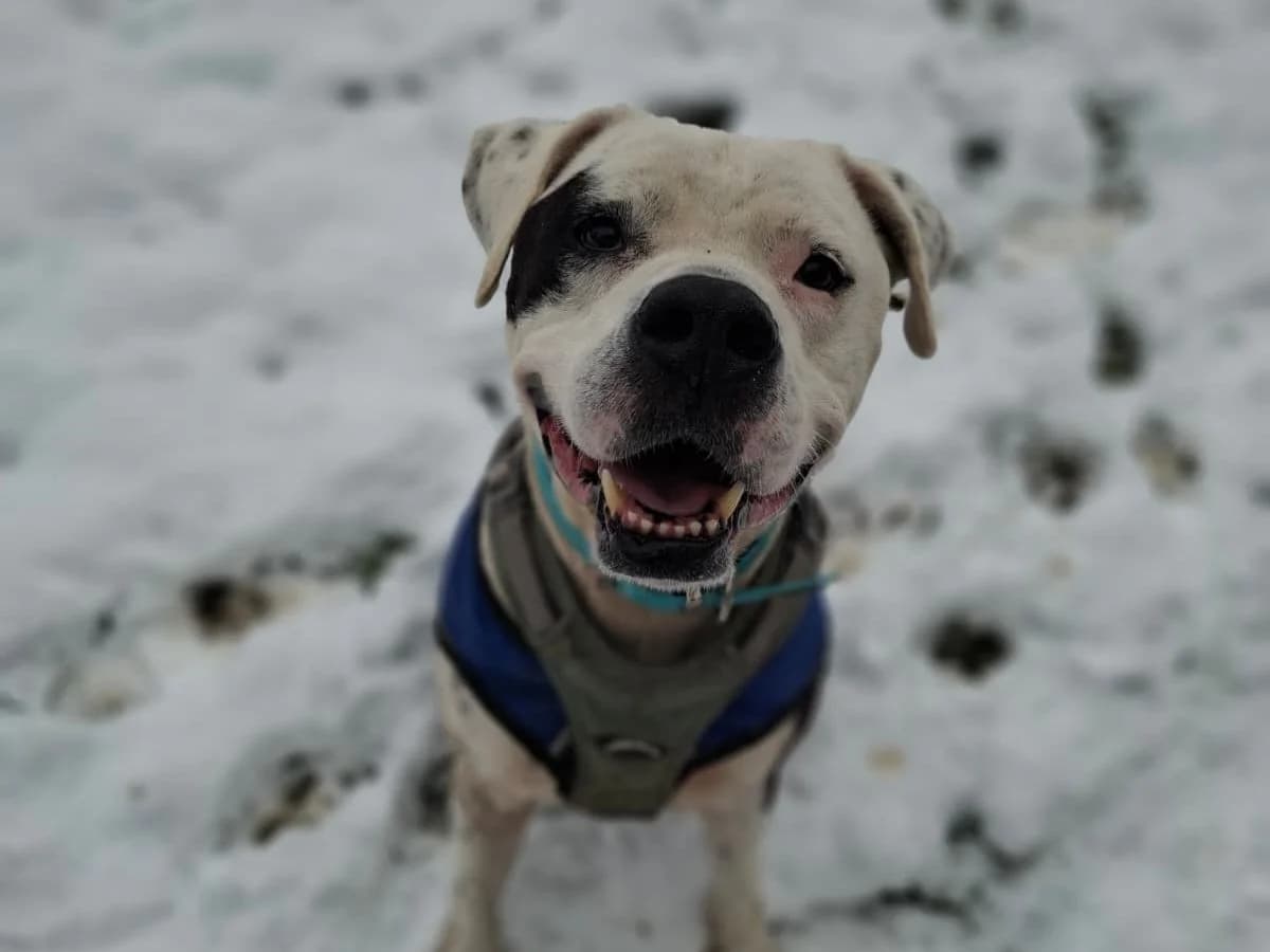 Sparrow, male senior American Staffordshire Terrier for adoption at Tierheim Arche Noah, Graz