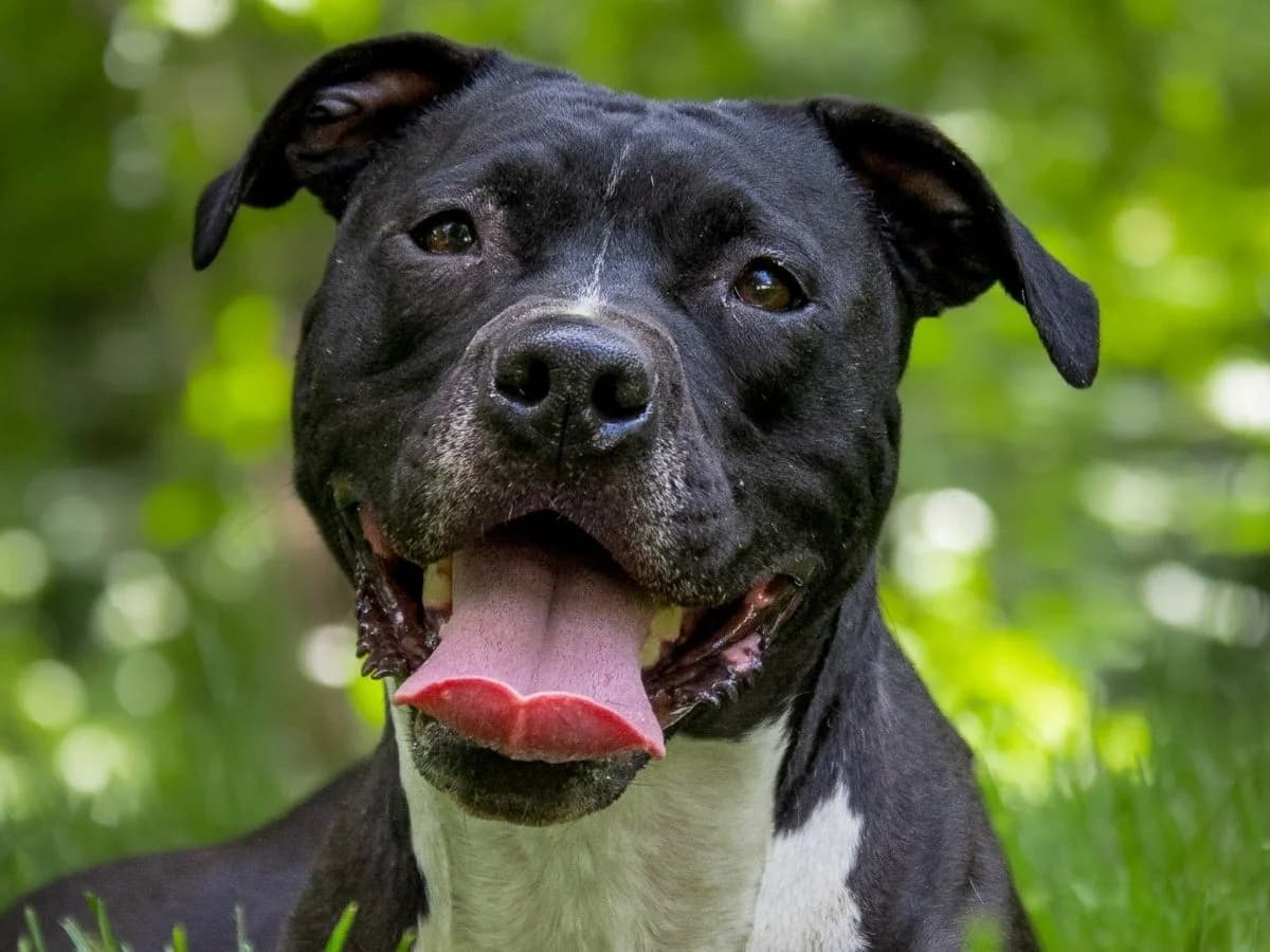 Stella, female 4yo Pit Bull Terrier for adoption at Tierheim Arche Noah, Graz