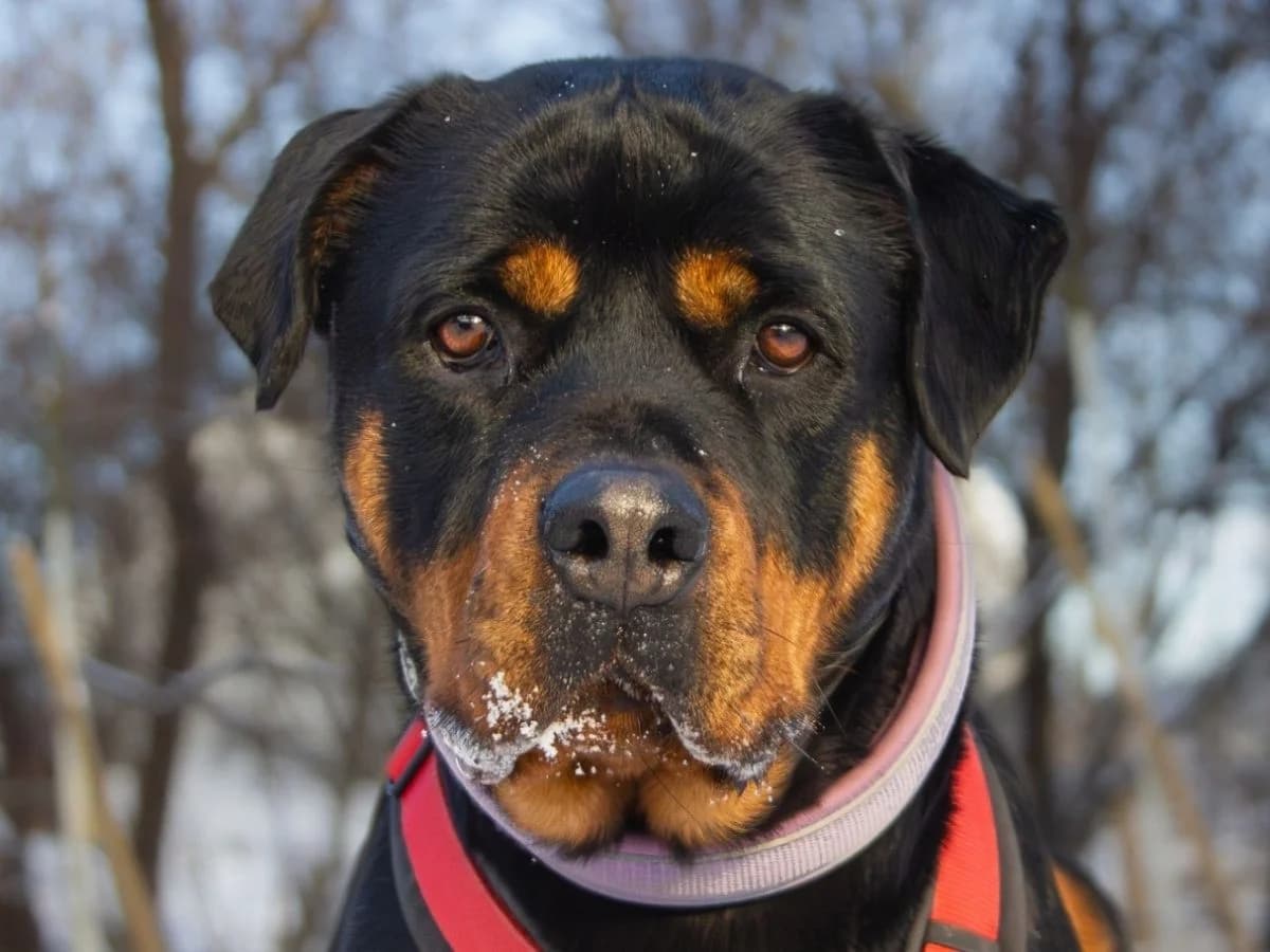 Liza, Rottweiler (Tierheim Arche Noah)
