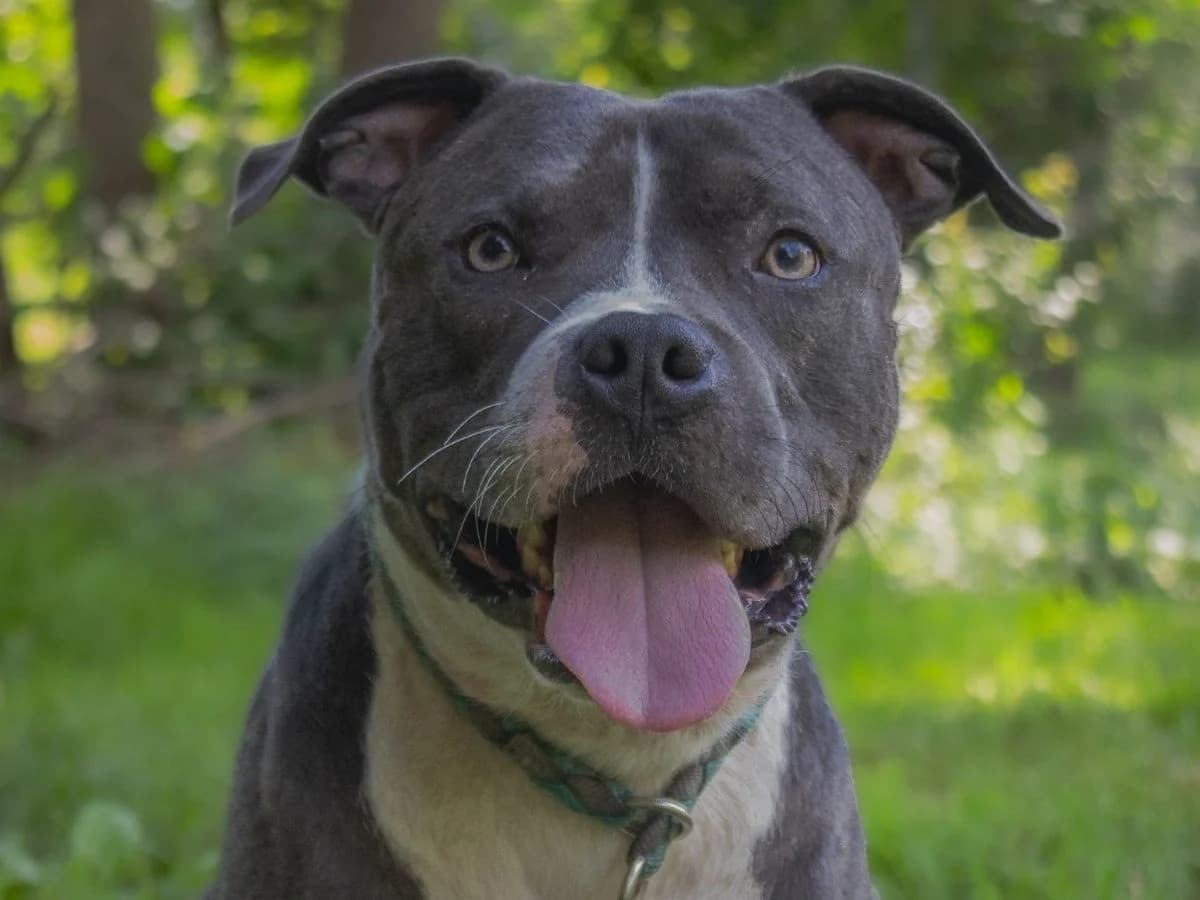 Blue, male 3yo mixed breed for adoption at Tierheim Arche Noah, Graz