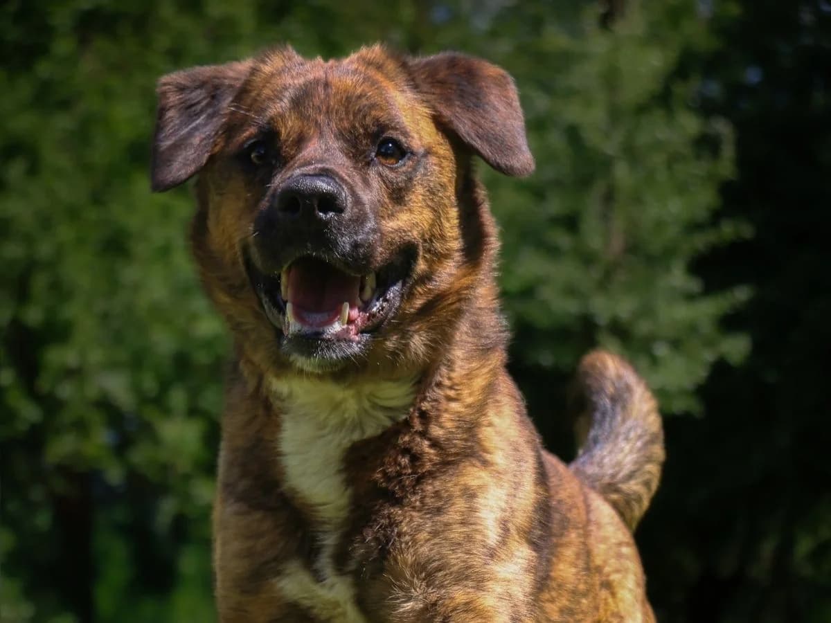 Dobby, male 4yo Mixed Breed for adoption at Tierheim Arche Noah, Graz