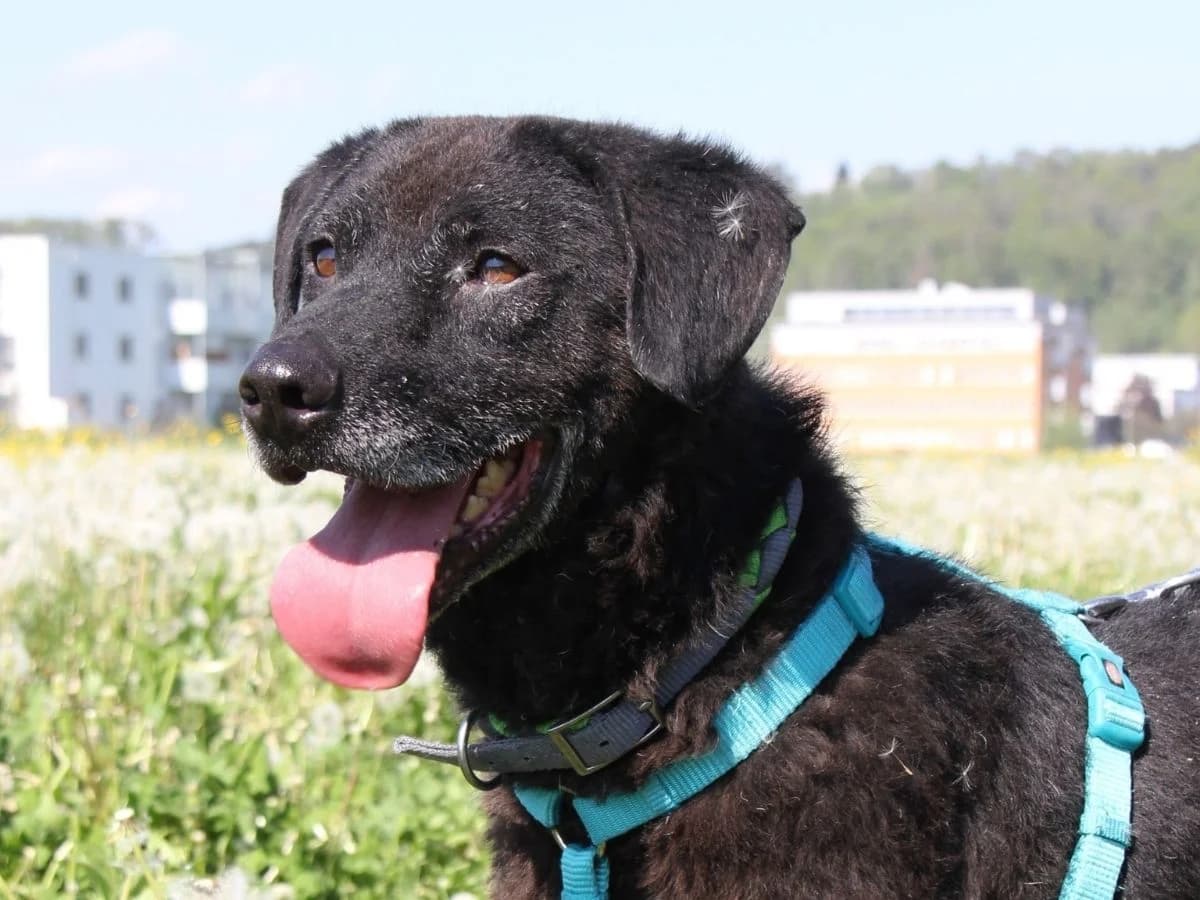 Rocky, male senior Mixed Breed for adoption at Tierheim Arche Noah, Graz