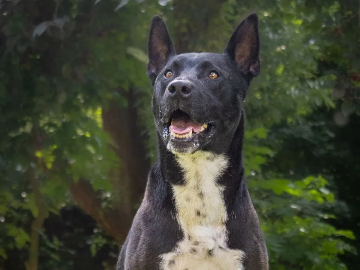 Lumpi, male 7yo American Staffordshire Terrier for adoption at Tierheim Arche Noah, Graz