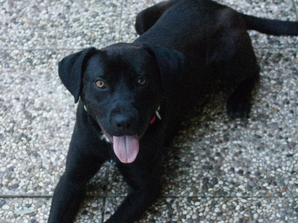 Ares, male young Labrador Retriever for adoption at Tierheim Arche Noah, Graz