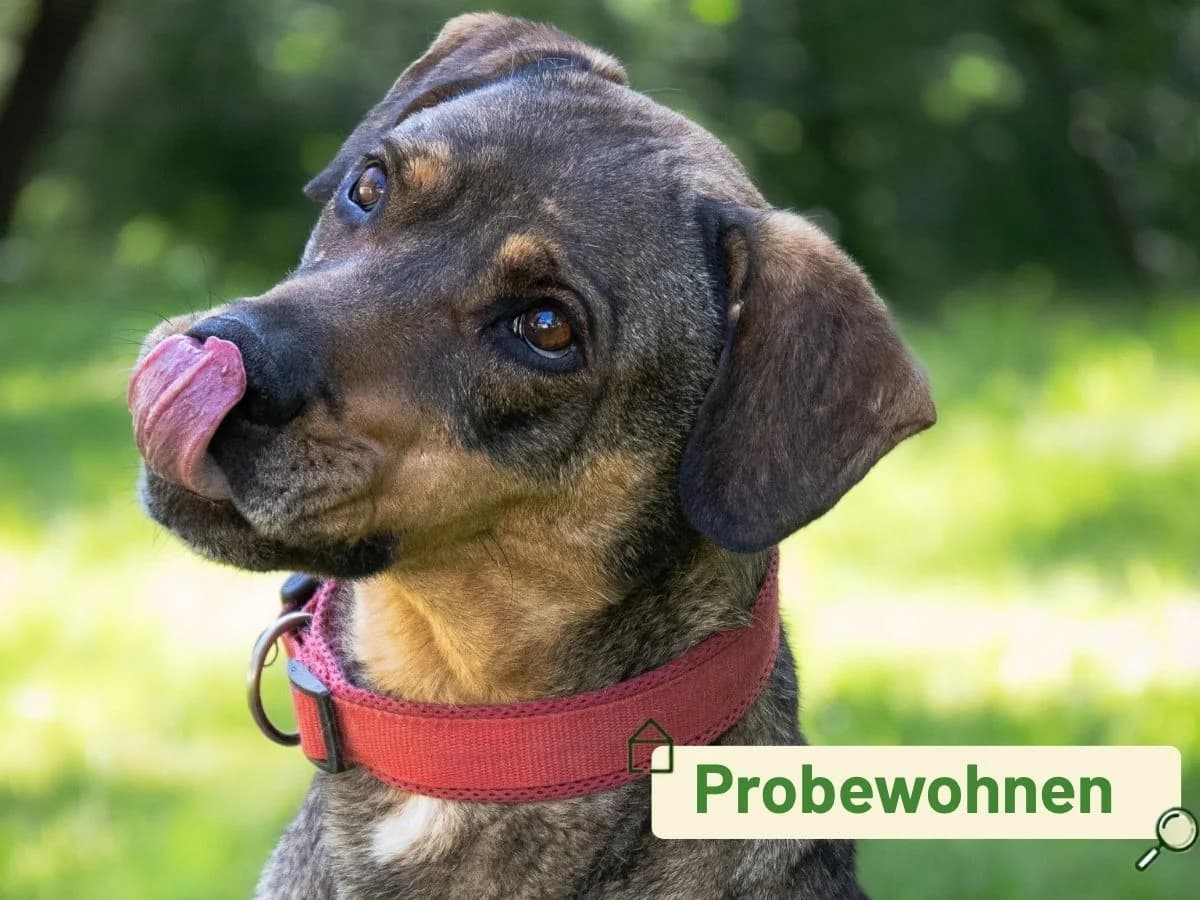 Bud, male 6yo mixed breed for adoption at Tierheim Arche Noah, Graz