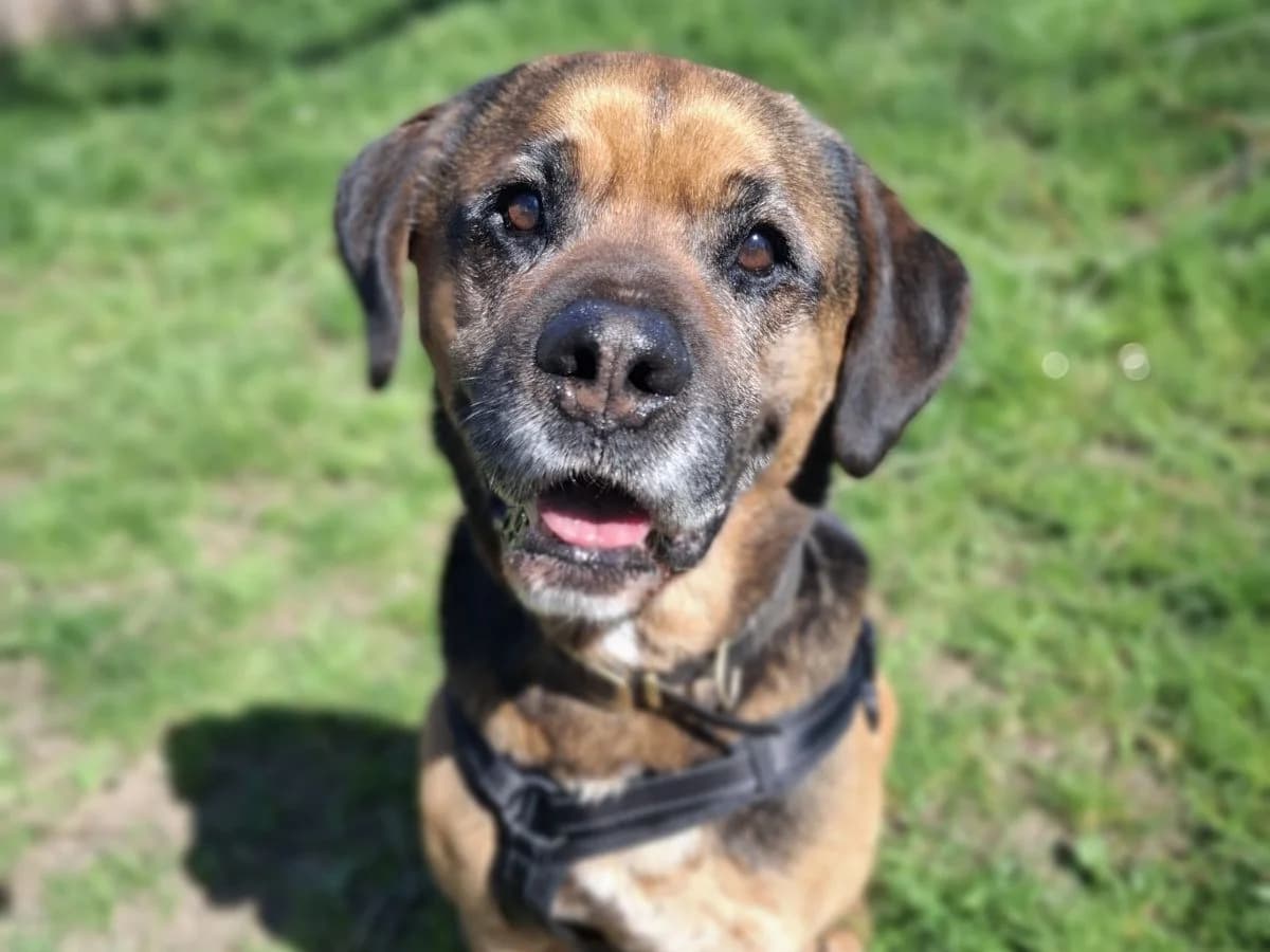 Taifun, male senior Rottweiler for adoption at Tierheim Arche Noah, Graz