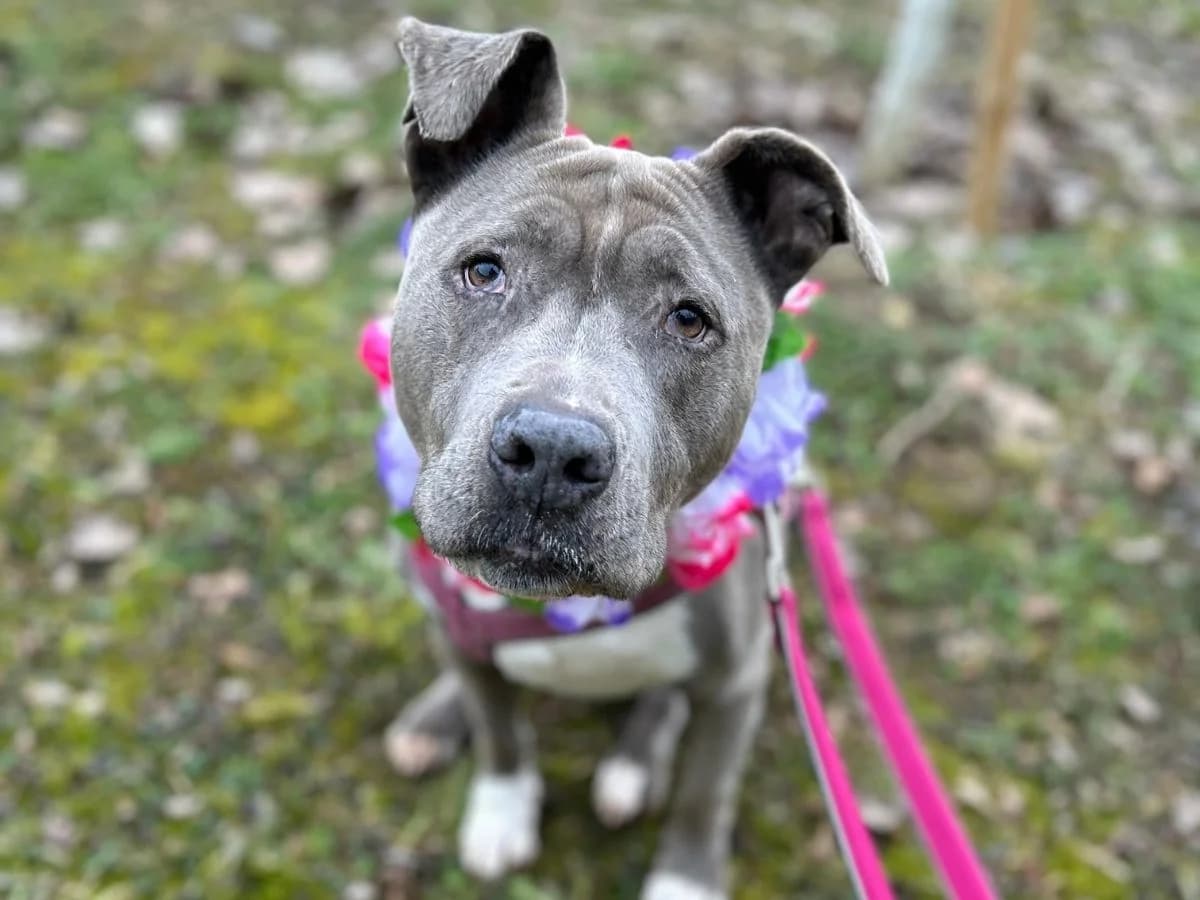 Amy, female senior American Staffordshire Terrier for adoption at Tierheim Arche Noah, Graz