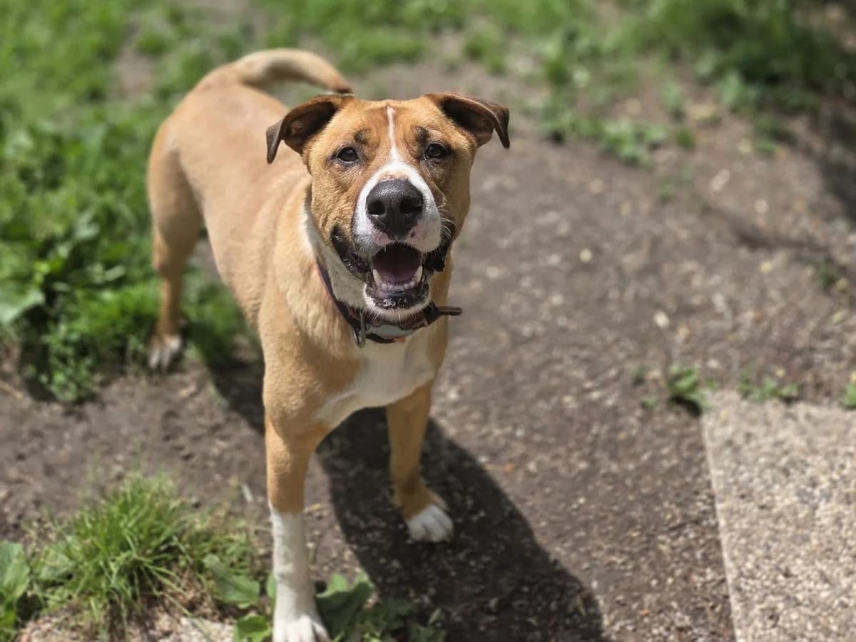 Marley, Mixed Breed (Tierheim Arche Noah)