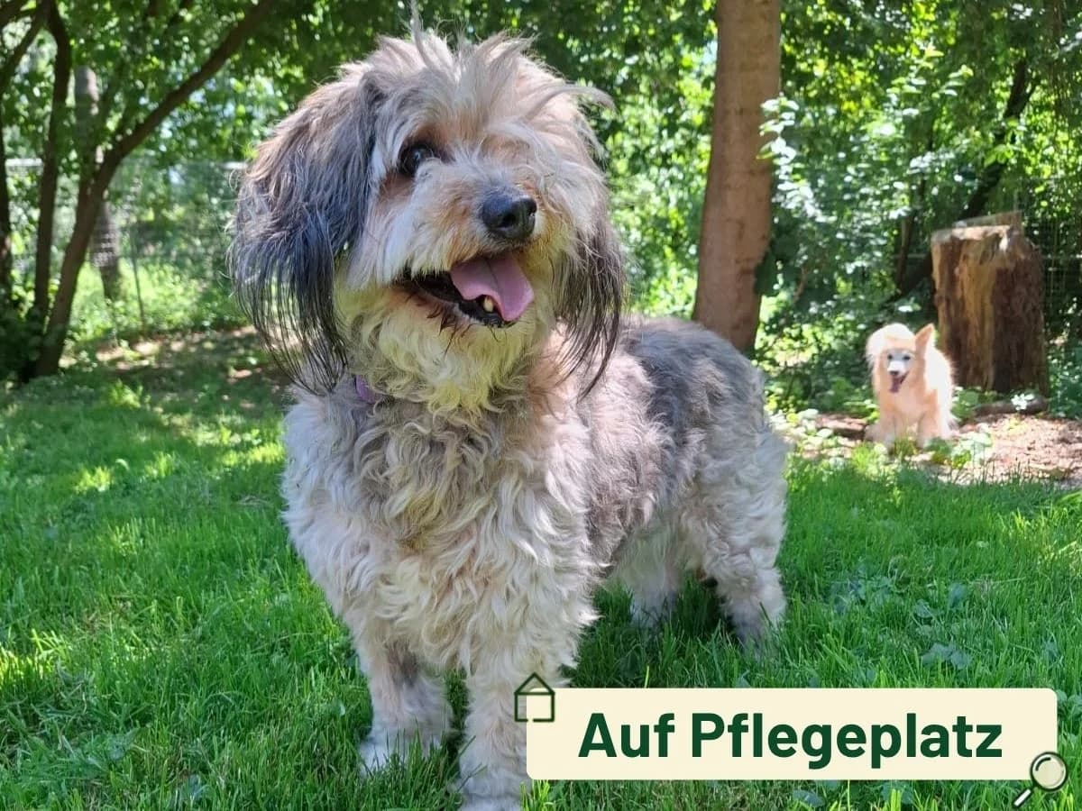 Bonny, Mixed Breed (Tierheim Arche Noah)