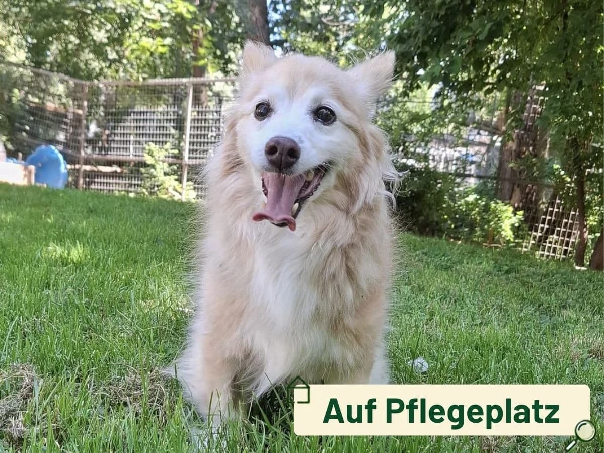 Casey, grau male senior Mixed Breed for adoption at Tierheim Arche Noah, Graz