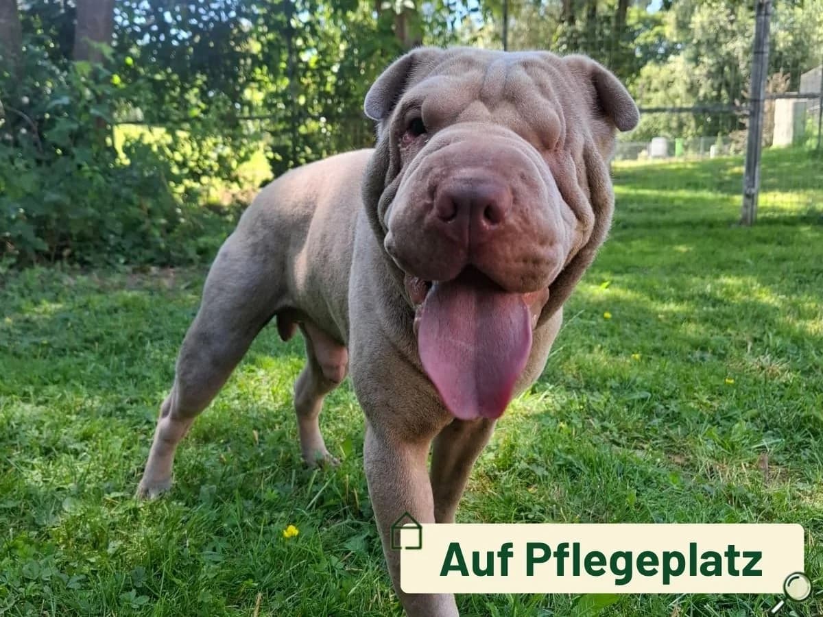 Plankton, male young Shar Pei for adoption at Tierheim Arche Noah, Graz