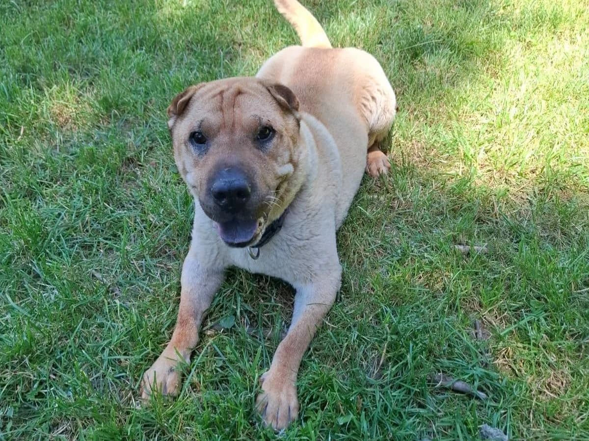 Princess, female senior Shar Pei for adoption at Tierheim Arche Noah, Graz